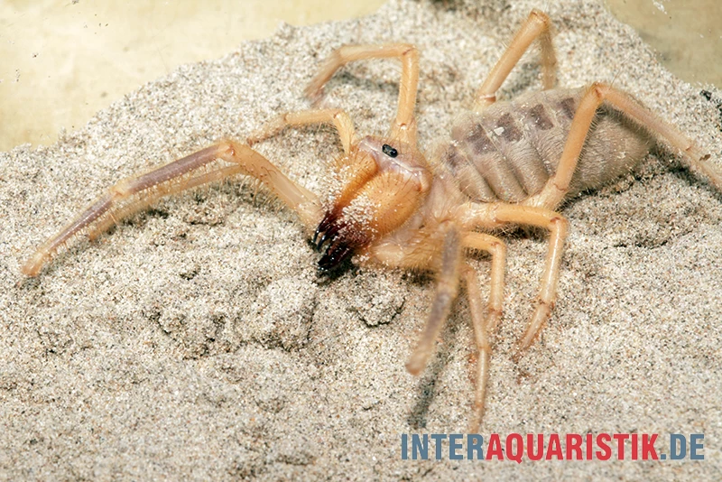 Kamelspinne, Galeodes sp. Kamelspinne, Galeodes Sp. -Interaquaristik Verkäufe Kamelspinne Walzenspinne Galeodes sp 6