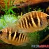 Kanara Buntbarsch, Etroplus Canarensis 1 Kanara Buntbarsch, Etroplus Canarensis -Interaquaristik Verkäufe Kanara Buntbarsch Etroplus canarensis 1