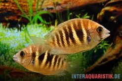 Kanara Buntbarsch, Etroplus Canarensis