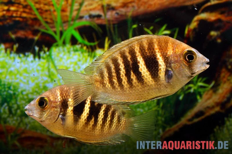 Kanara Buntbarsch, Etroplus canarensis Kanara Buntbarsch, Etroplus Canarensis -Interaquaristik Verkäufe Kanara Buntbarsch Etroplus canarensis 1