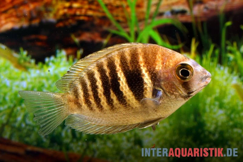 Kanara Buntbarsch, Etroplus canarensis Kanara Buntbarsch, Etroplus Canarensis -Interaquaristik Verkäufe Kanara Buntbarsch Etroplus canarensis