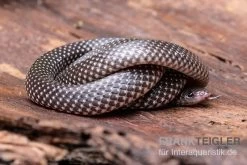 Kap-Wolfsnatter, Lycophidion Capense -Interaquaristik Verkäufe Kap Wolfsnatter Lycophidion capense 3 neu jpg