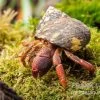 Karibik-Einsiedlerkrebs, Coenobita Clypeatus -Interaquaristik Verkäufe Karibik Einsiedlerkrebs Coenobita clypeatus neu 1