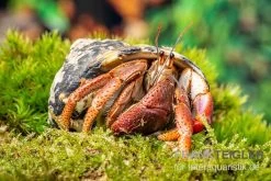 Karibik-Einsiedlerkrebs, Coenobita Clypeatus 4 Karibik-Einsiedlerkrebs, Coenobita Clypeatus -Interaquaristik Verkäufe Karibik Einsiedlerkrebs Coenobita clypeatus neu 2