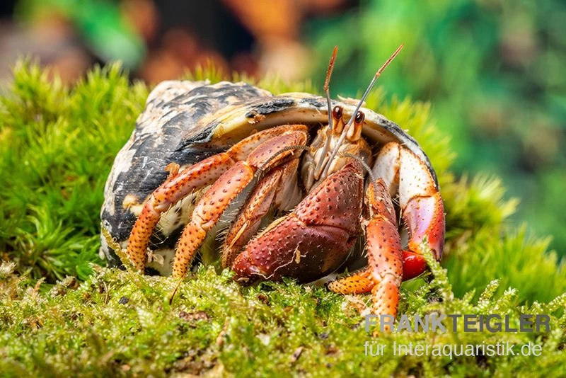 Karibik-Einsiedlerkrebs, Coenobita clypeatus Karibik-Einsiedlerkrebs, Coenobita Clypeatus -Interaquaristik Verkäufe Karibik Einsiedlerkrebs Coenobita clypeatus neu 2