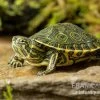 Karibische Schmuckschildkröte, Trachemys Venusta -Interaquaristik Verkäufe Karibische Schmuckschildkroete Trachemys venusta 1