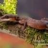 Katzengecko, Aeluroscalabotes Felinus -Interaquaristik Verkäufe Katzengecko Aeluroscalabotes felinus 1