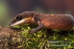 Katzengecko, Aeluroscalabotes Felinus -Interaquaristik Verkäufe Katzengecko Aeluroscalabotes felinus 3