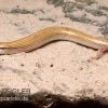 Keilschleiche, Chalcides Sepsoides -Interaquaristik Verkäufe Keilschleiche Chalcides sepsoides