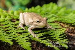 Kiefernwald-Laubfrosch, Hyla Femoralis -Interaquaristik Verkäufe Kiefernwald Laubfrosch Hyla femoralis 2