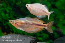 Kiura-Regenbogenfisch, Melanotaenia Cf. Goldiei "Kiura", 5 Tiere -Interaquaristik Verkäufe Kiura Regenbogenfisch Melanotaenia cf goldiei Kiura 2 Paare 2