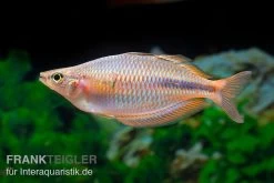 Kiura-Regenbogenfisch, Melanotaenia Cf. Goldiei "Kiura", 5 Tiere -Interaquaristik Verkäufe Kiura Regenbogenfisch Melanotaenia cf goldiei Kiura 2 Paare 3