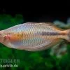 Kiura-Regenbogenfisch, Melanotaenia Cf. Goldiei "Kiura", 5 Tiere -Interaquaristik Verkäufe Kiura Regenbogenfisch Melanotaenia cf goldiei Kiura 2 Paare 4