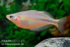 Kiura-Regenbogenfisch, Melanotaenia Cf. Goldiei "Kiura", 5 Tiere -Interaquaristik Verkäufe Kiura Regenbogenfisch Melanotaenia cf goldiei Kiura 2 Paare 5