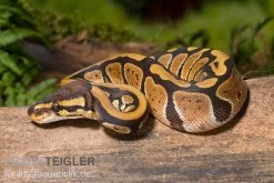 Königspython, Python Regius