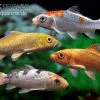 Koi Farbmix Israel, Cyprinus Carpio, Verschiedene Größen (Kaltwasser) -Interaquaristik Verkäufe Koi Farbmix Israel Cyprinus carpio 10 12 cm Kaltwasser 2