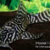 Kolumbianischer Zebrawels, L129, Hypancistrus Debilittera -Interaquaristik Verkäufe Kolumbianischer Zebrawels L129 Hypancistrus debilittera 2
