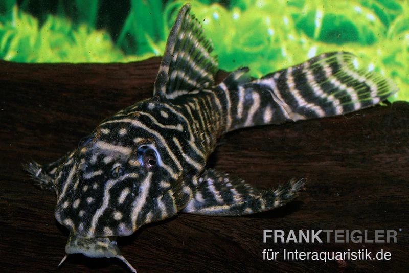 Kolumbianischer Zebrawels, L129, Hypancistrus debilittera Kolumbianischer Zebrawels, L129, Hypancistrus Debilittera -Interaquaristik Verkäufe Kolumbianischer Zebrawels L129 Hypancistrus debilittera 2