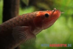 Interaquaristik Verkäufe -Interaquaristik Verkäufe Kongo Schlammfisch Phractolaemus ansorgii