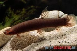 Kongo-Schlammfisch, Phractolaemus Ansorgii -Interaquaristik Verkäufe Kongo Schlammfisch Phractolaemus ansorgii1