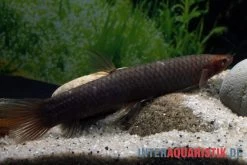 Kongo-Schlammfisch, Phractolaemus Ansorgii -Interaquaristik Verkäufe Kongo Schlammfisch Phractolaemus ansorgii2