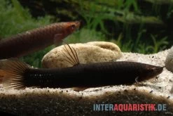 Interaquaristik Verkäufe 11 Kongo-Schlammfisch, Phractolaemus Ansorgii