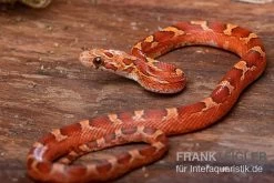 Kornnatter, Pantherophis Guttatus BLOOD