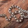Kornnatter, Pantherophis Guttatus GHOST