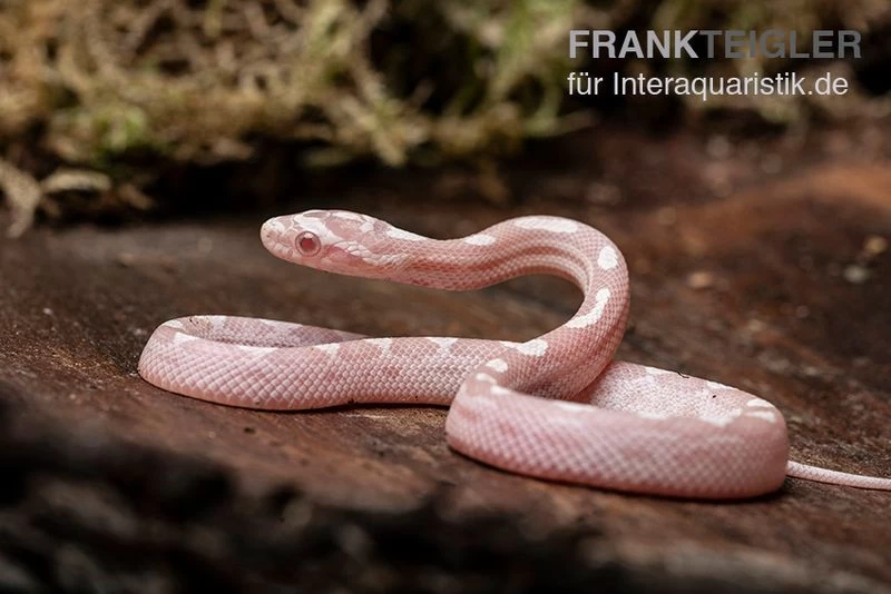 Kornnatter, Pantherophis guttatus SNOW MOTLEY Kornnatter, Pantherophis Guttatus SNOW MOTLEY -Interaquaristik Verkäufe Kornnatter Pantherophis guttatus Snow Moteley 7