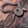 Kornnatter, Pantherophis Guttatus TESSARA -Interaquaristik Verkäufe Kornnatter Pantherophis guttatus Tessera 5