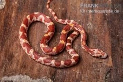 Kornnatter, Pantherophis Guttatus ULTRAMEL