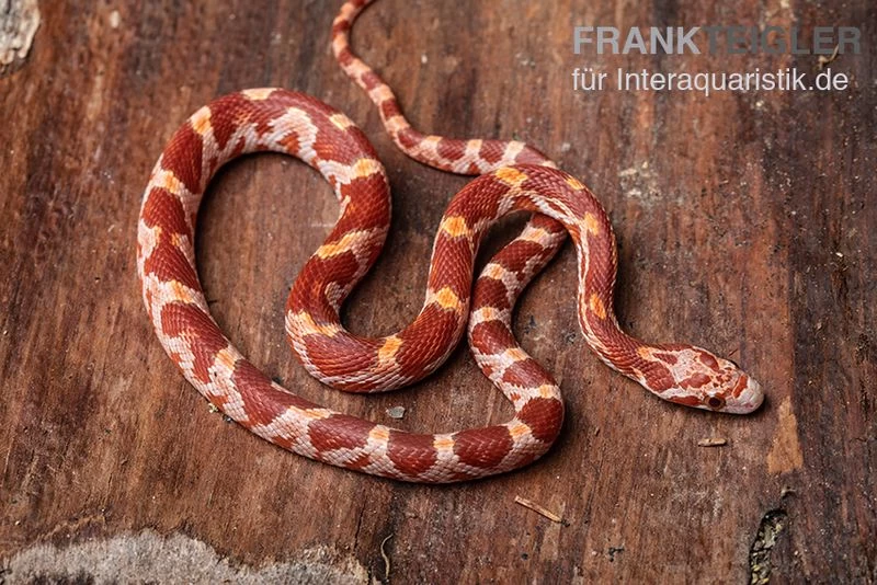 Kornnatter, Pantherophis guttatus ULTRAMEL Kornnatter, Pantherophis Guttatus ULTRAMEL -Interaquaristik Verkäufe Kornnatter Pantherophis guttatus Ultramel 7