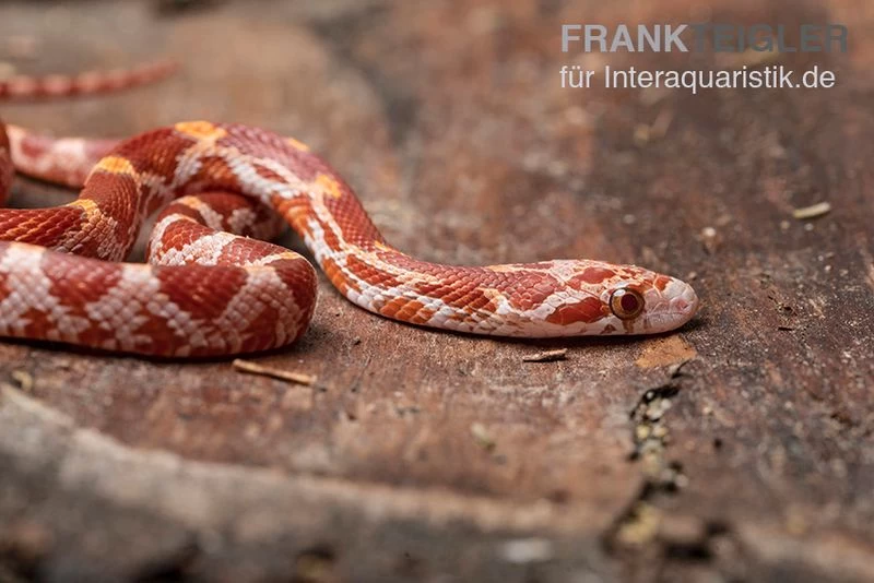 Kornnatter, Pantherophis guttatus ULTRAMEL Kornnatter, Pantherophis Guttatus ULTRAMEL -Interaquaristik Verkäufe Kornnatter Pantherophis guttatus Ultramel 9