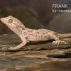 Krokodilgecko, Cyrtopodion Scabrum -Interaquaristik Verkäufe Krokodilgecko Cyrtopodion scabrum 1