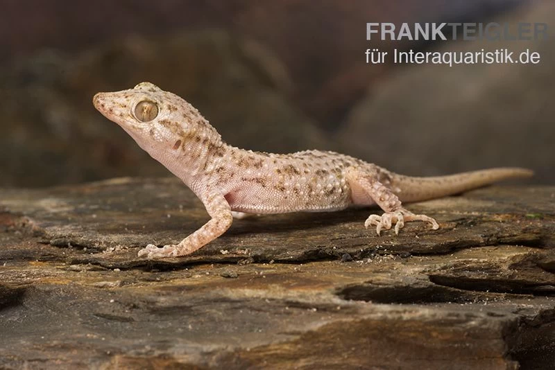 Krokodilgecko, Cyrtopodion scabrum Krokodilgecko, Cyrtopodion Scabrum -Interaquaristik Verkäufe Krokodilgecko Cyrtopodion scabrum 1