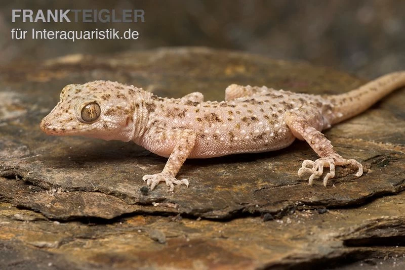 Krokodilgecko, Cyrtopodion scabrum Krokodilgecko, Cyrtopodion Scabrum -Interaquaristik Verkäufe Krokodilgecko Cyrtopodion scabrum 2