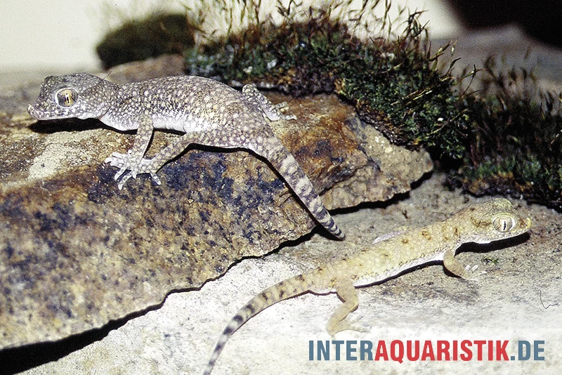 Krokodilgecko, Cyrtopodion scabrum Krokodilgecko, Cyrtopodion Scabrum -Interaquaristik Verkäufe Krokodilgecko Cyrtopodion scabrum 3