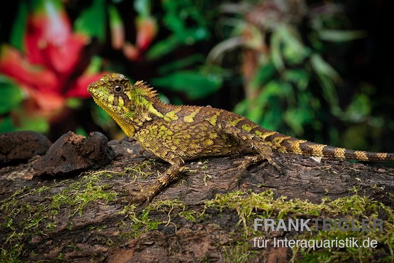 Kuhls-Winkelkopfagame, Gonocephalus kuhlii Kuhls-Winkelkopfagame, Gonocephalus Kuhlii -Interaquaristik Verkäufe Kuhls Winkelkopfagame Gonocephalus kuhlii