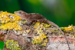 Kupferanolis, Anolis Cupreus -Interaquaristik Verkäufe Kupferanolis Anolis cupreus 3