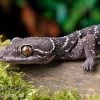 Gebänderter Blattzehengecko, Hemidactylus Fasciatus -Interaquaristik Verkäufe Kyabobo Waldgecko Hemidactylus kyaboboensis 1