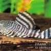 Rosafarbener Tigerharnischwels, L226, Panaqolus Changae -Interaquaristik Verkäufe L 226 Panaque changae Rosafarbener Tigerharnischwel