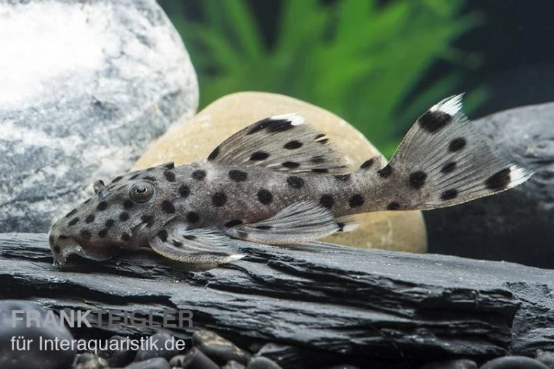 Wels L 264 Weißspitzen-Rüsselzahnwels, Leporacanthicus joselimai Wels L 264 Weißspitzen-Rüsselzahnwels, Leporacanthicus Joselimai -Interaquaristik Verkäufe L 264 Leporacanthicus joselimai 5