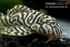 Königstiger-Harnischwels, Hypancistrus Spec. L333 Belo Monte -Interaquaristik Verkäufe L 333 Hypancistrus sp