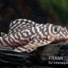 Königstiger-Harnischwels, Hypancistrus Spec. L333 Belo Monte 1 Königstiger-Harnischwels, Hypancistrus Spec. L333 Belo Monte -Interaquaristik Verkäufe L 333 Hypancistrus spec 1