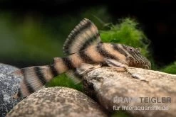 Harnischwels, L397, Panaqolus Sp.