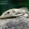 LDA 25 Pitbull Pleco, Parotocinclus Jumbo 2 LDA 25 Pitbull Pleco, Parotocinclus Jumbo -Interaquaristik Verkäufe LDA 25 Pitbull Pleco Parotocinclus jumbo 1