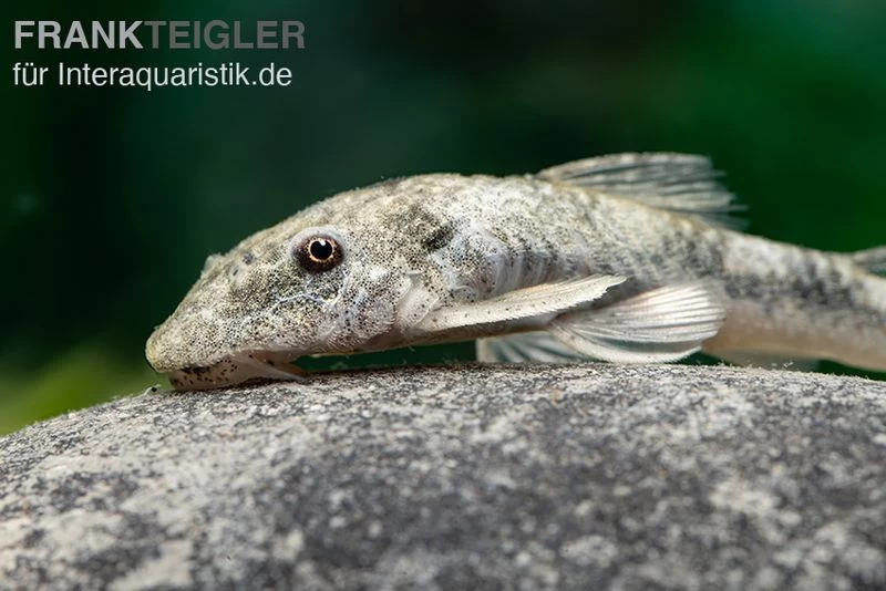 LDA 25 Pitbull Pleco, Parotocinclus jumbo LDA 25 Pitbull Pleco, Parotocinclus Jumbo -Interaquaristik Verkäufe LDA 25 Pitbull Pleco Parotocinclus jumbo 1