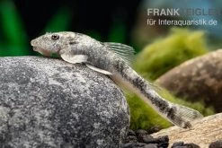 LDA 25 Pitbull Pleco, Parotocinclus Jumbo 3 LDA 25 Pitbull Pleco, Parotocinclus Jumbo -Interaquaristik Verkäufe LDA 25 Pitbull Pleco Parotocinclus jumbo 2