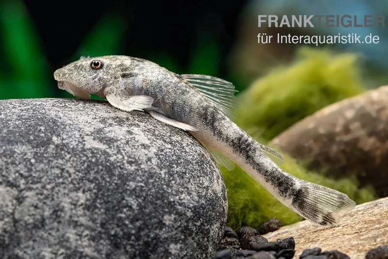 LDA 25 Pitbull Pleco, Parotocinclus jumbo LDA 25 Pitbull Pleco, Parotocinclus Jumbo -Interaquaristik Verkäufe LDA 25 Pitbull Pleco Parotocinclus jumbo 2