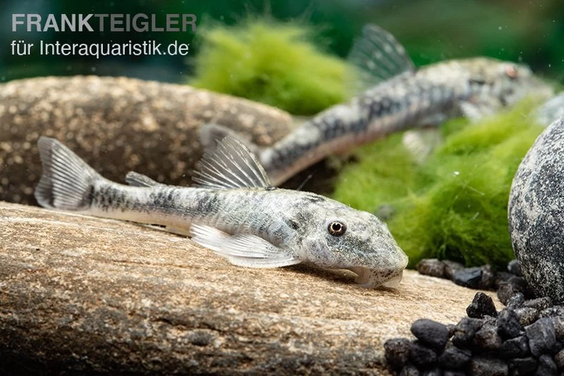 LDA 25 Pitbull Pleco, Parotocinclus jumbo LDA 25 Pitbull Pleco, Parotocinclus Jumbo -Interaquaristik Verkäufe LDA 25 Pitbull Pleco Parotocinclus jumbo 3